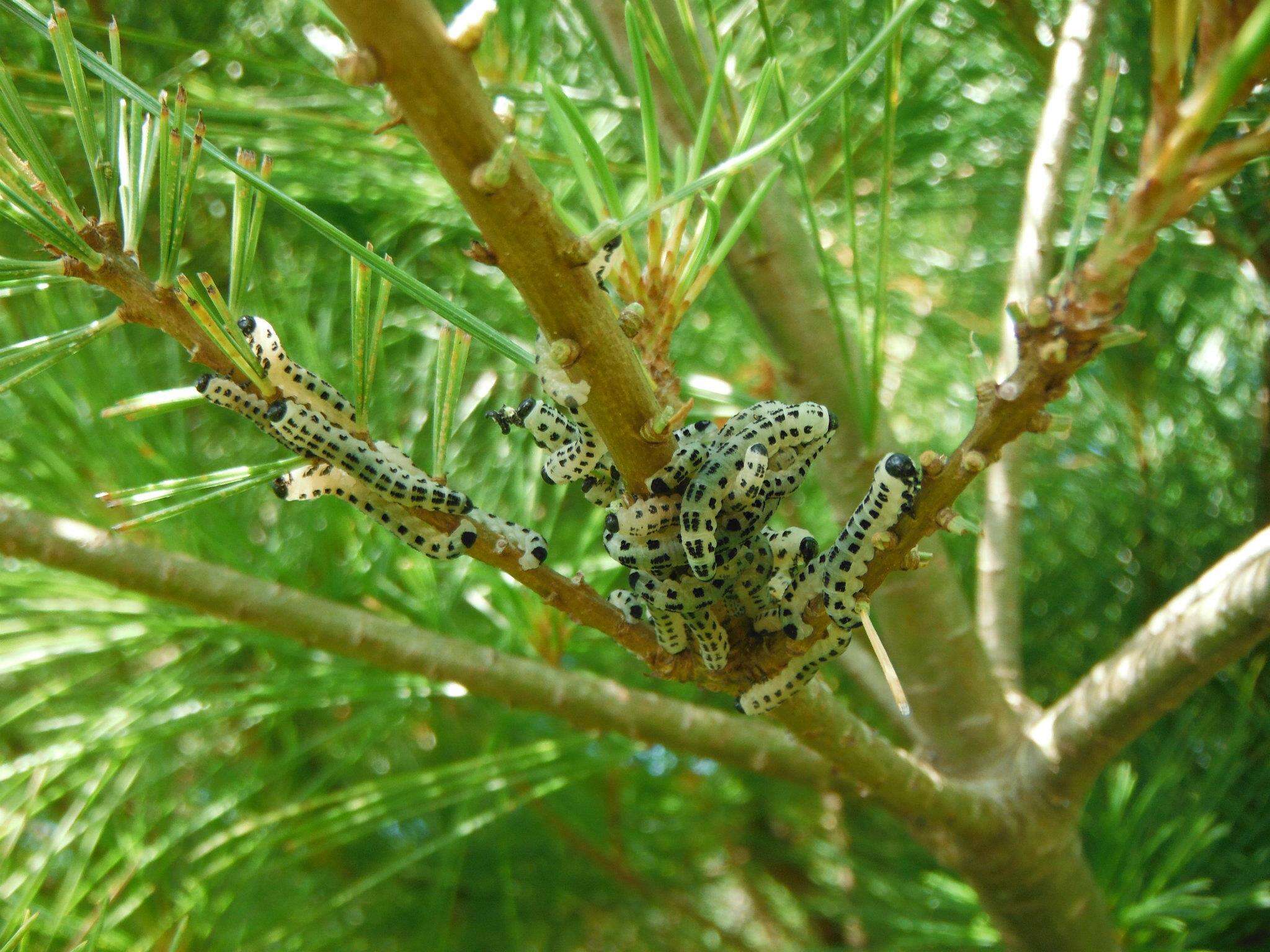 Image of White Pine Sawfly