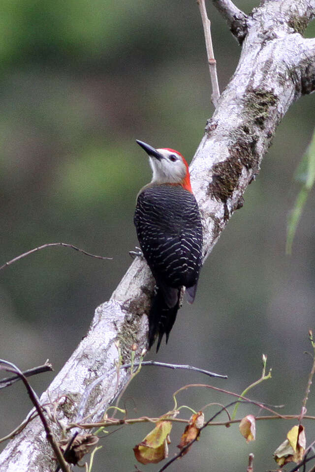 Image de Pic de Jamaïque