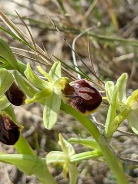 Image of Ophrys sphegodes subsp. massiliensis (Viglione & Véla) Kreutz