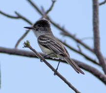 Image of Stolid Flycatcher