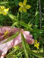 Image of Lance-Leaf Yellow-Loosestrife