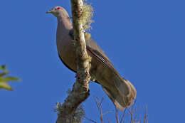 Image of Ring-tailed Pigeon