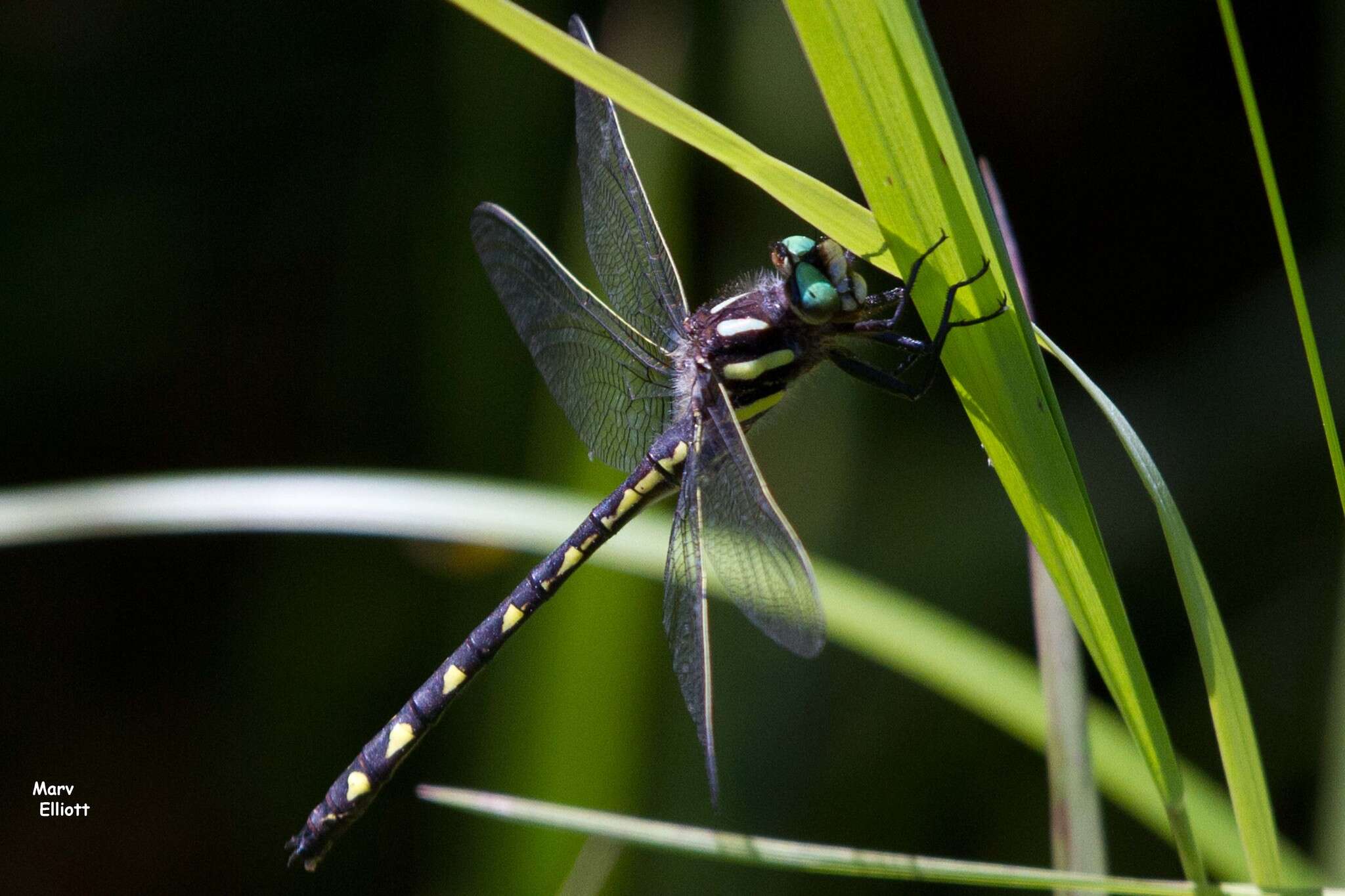 Image of Delta-spotted Spiketail