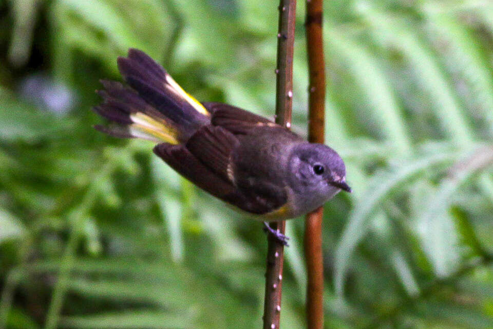 Image de Paruline flamboyante