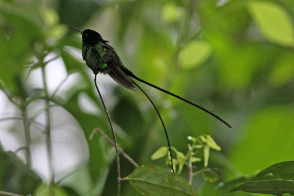 Слика од Trochilus scitulus (Brewster & Bangs 1901)