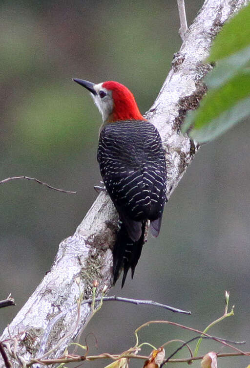 Image de Pic de Jamaïque