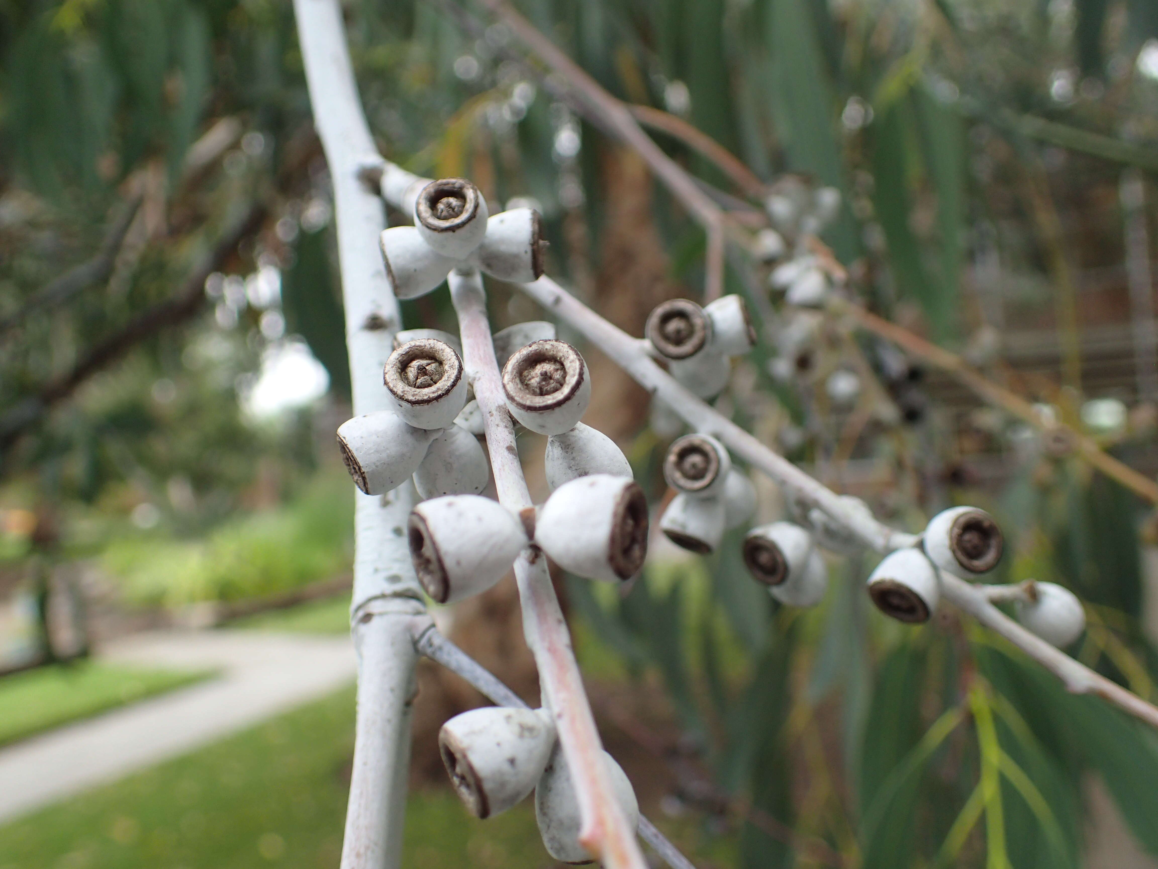 Plancia ëd Eucalyptus perriniana Herb. Perrin ex Maiden