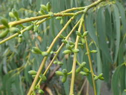 Plancia ëd Eucalyptus perriniana Herb. Perrin ex Maiden