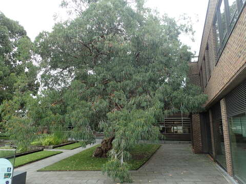 Plancia ëd Eucalyptus perriniana Herb. Perrin ex Maiden