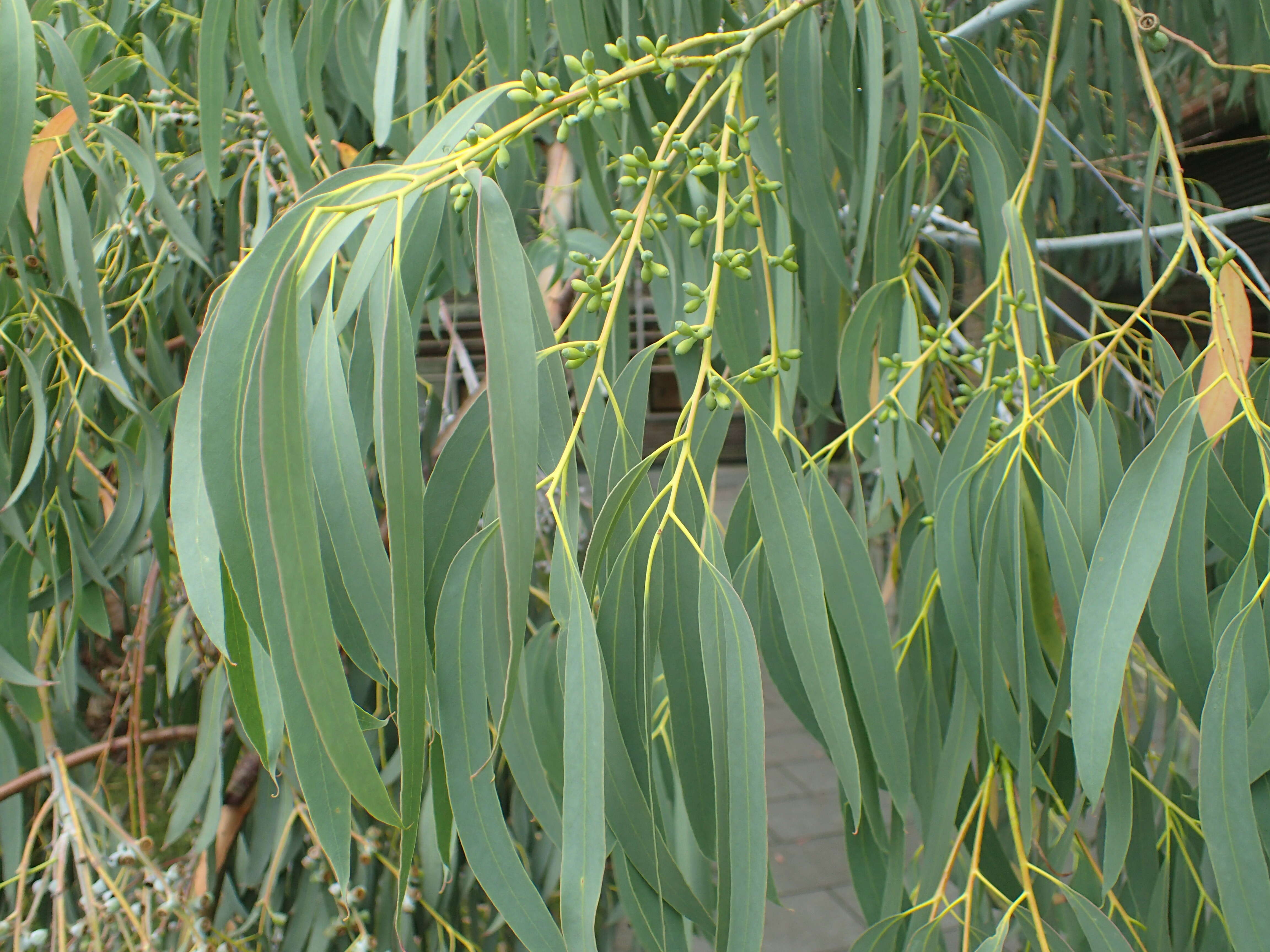 Plancia ëd Eucalyptus perriniana Herb. Perrin ex Maiden