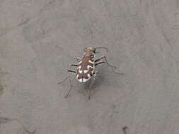 Image of Beach tiger beetle