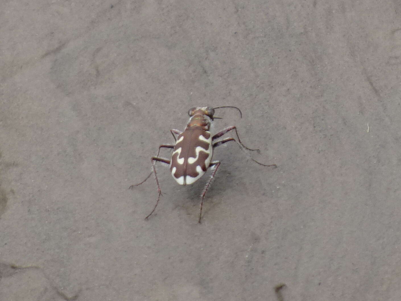 Image of Beach tiger beetle