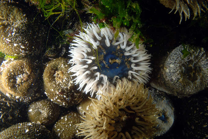 Image of Sandy anemone
