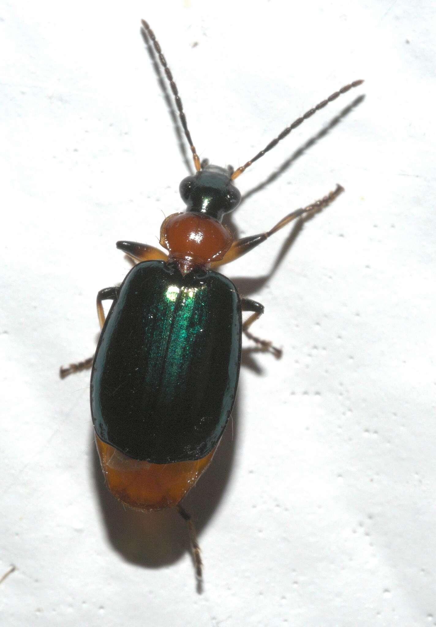 Image of Green-winged Lebia