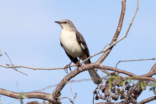 Image of Northern Mockingbird