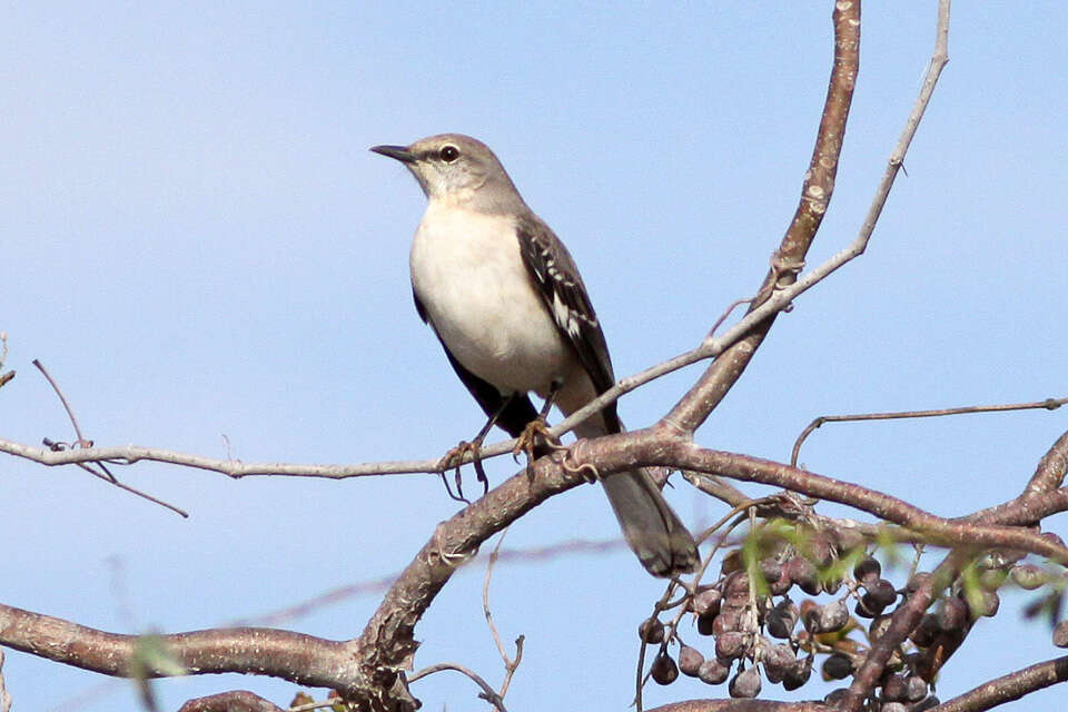 Image of Northern Mockingbird