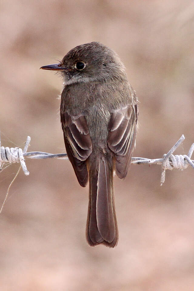 Image of Hispaniolan Pewee