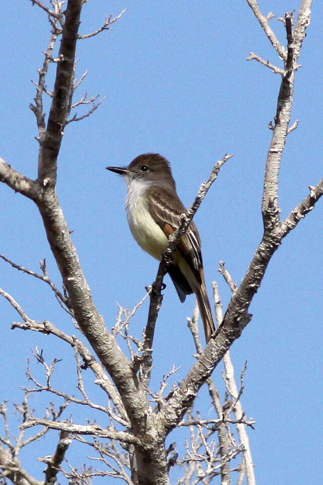 Image of Stolid Flycatcher