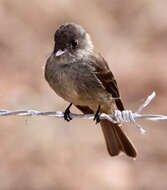 Image of Hispaniolan Pewee