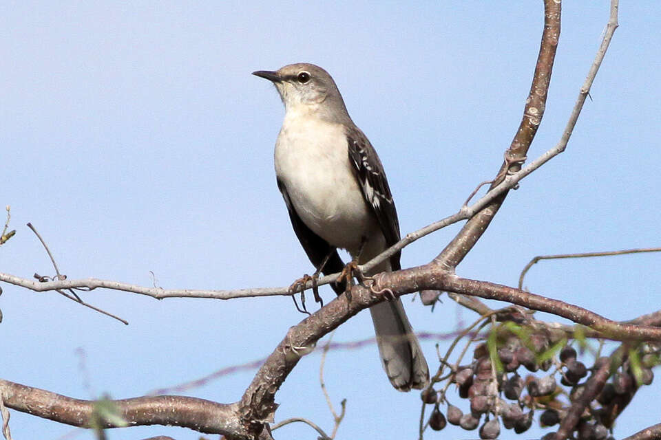 Image of Northern Mockingbird