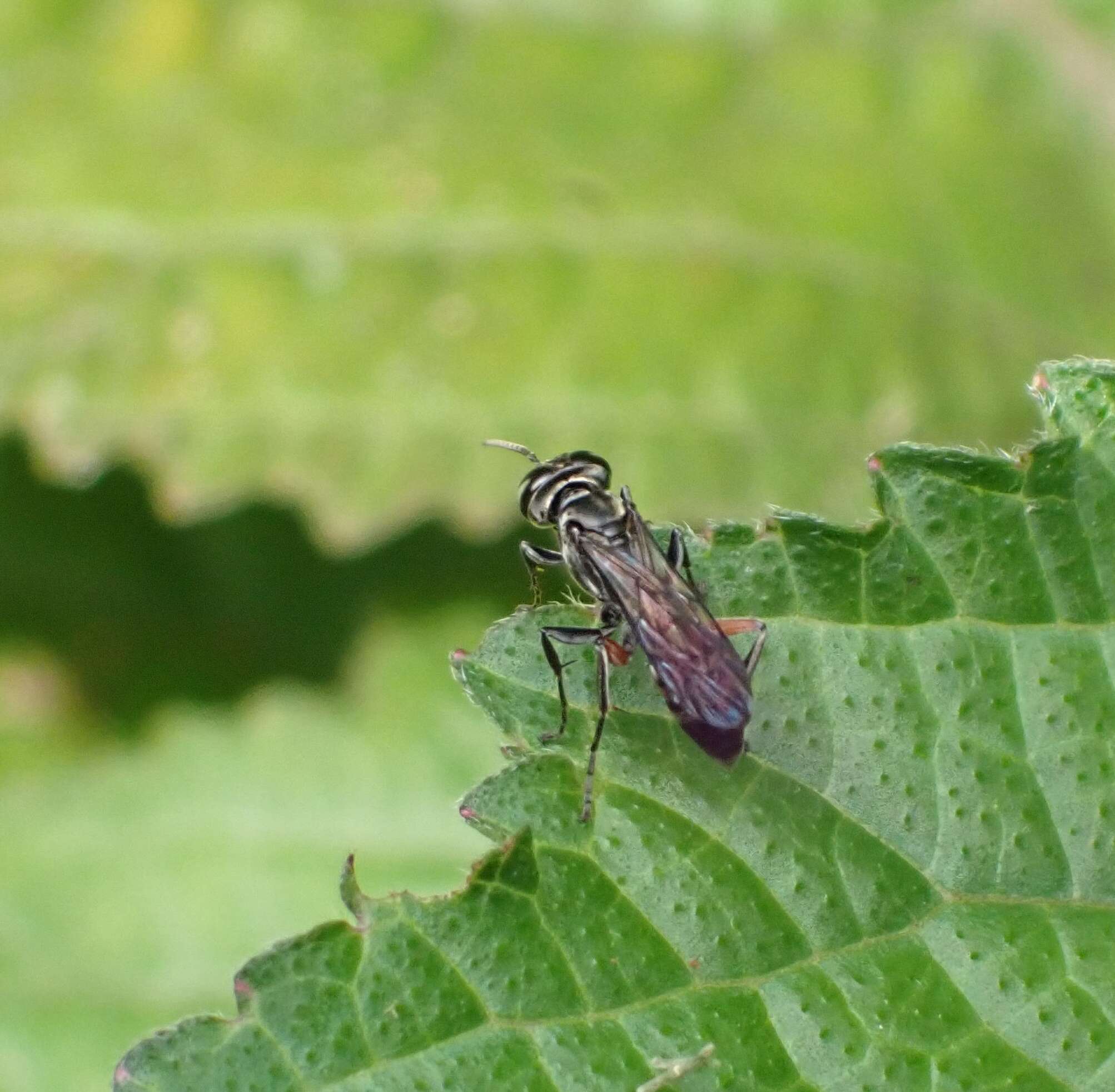 Image of Crabronid wasp