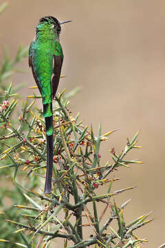 Image of Green-tailed Trainbearer