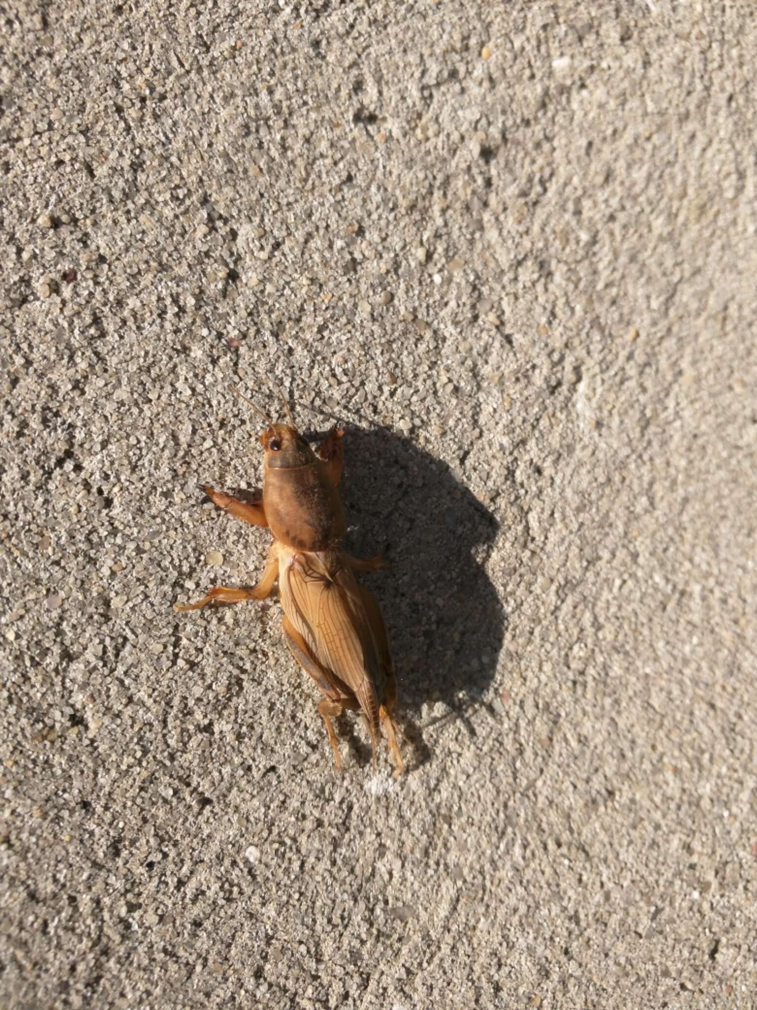 Image of Tawny Mole Cricket