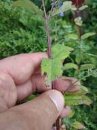 Image of Caucasus catmint