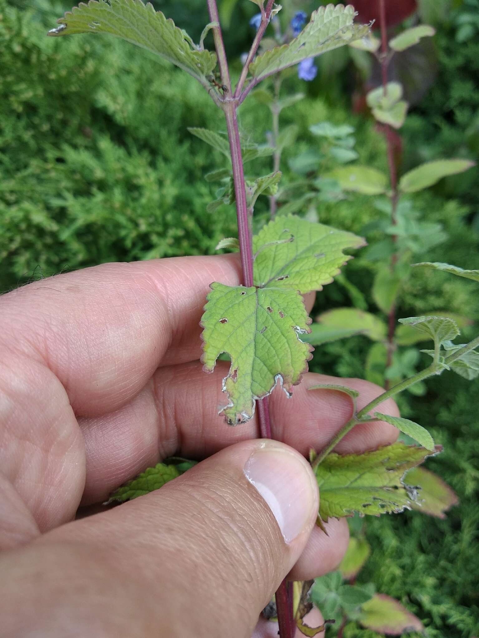 Image de Nepeta grandiflora M. Bieb.