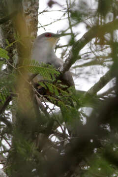 Image of Hispaniolan Lizard Cuckoo