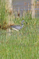 Image de Aigrette tricolore