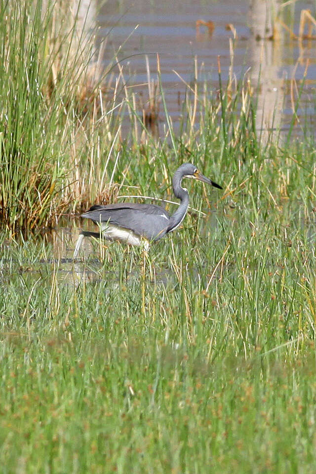 Image de Aigrette tricolore