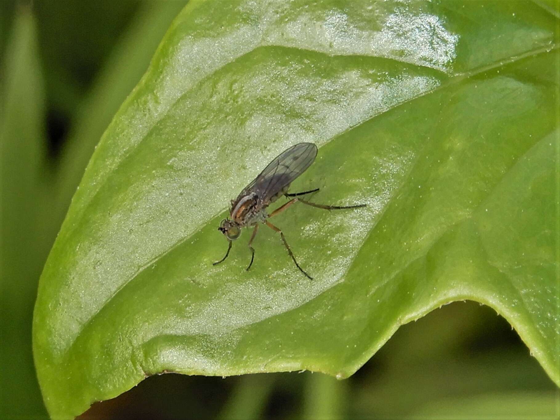 Image of Tetrachaetus bipunctatus Parent 1933