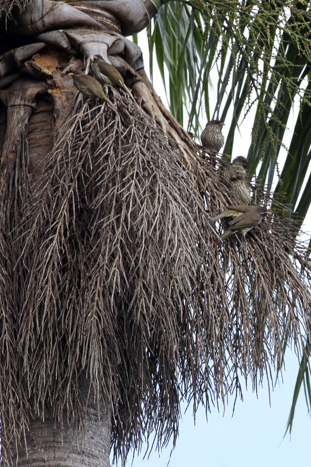 Image of palmchats