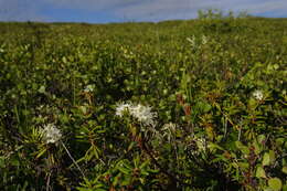 Imagem de Rhododendron tomentosum subsp. decumbens (Aiton) Elven & D. F. Murray