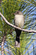 Image of Hispaniolan Pewee