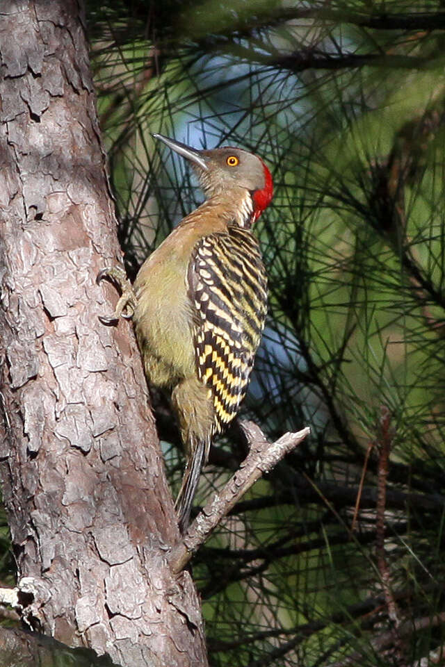 Image of Hispaniolan Woodpecker