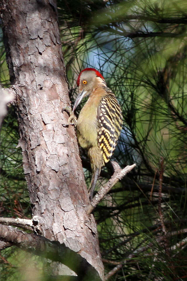 Image of Hispaniolan Woodpecker