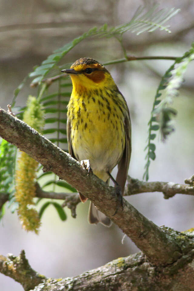 Image of Cape May Warbler