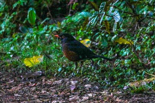 Image of La Selle Thrush