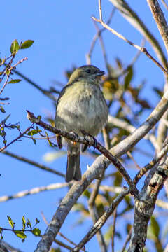 Image of Antillean Siskin