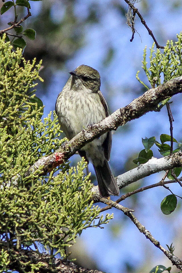 Image of Hispaniolan Pewee