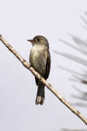 Image of Hispaniolan Pewee