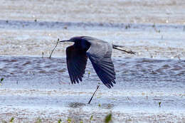 Image of Little Blue Heron