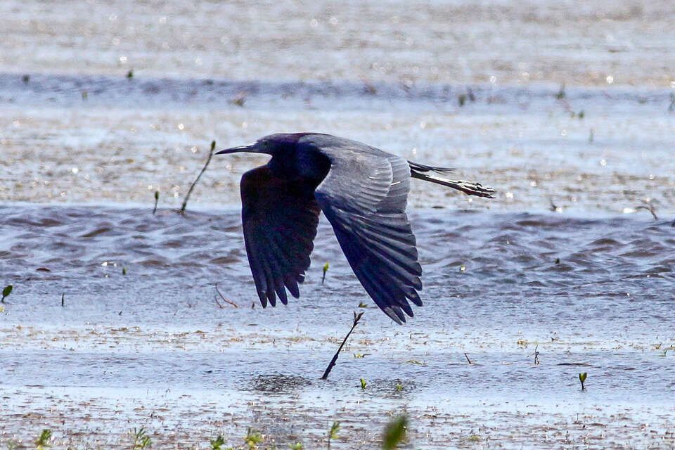 Image of Little Blue Heron