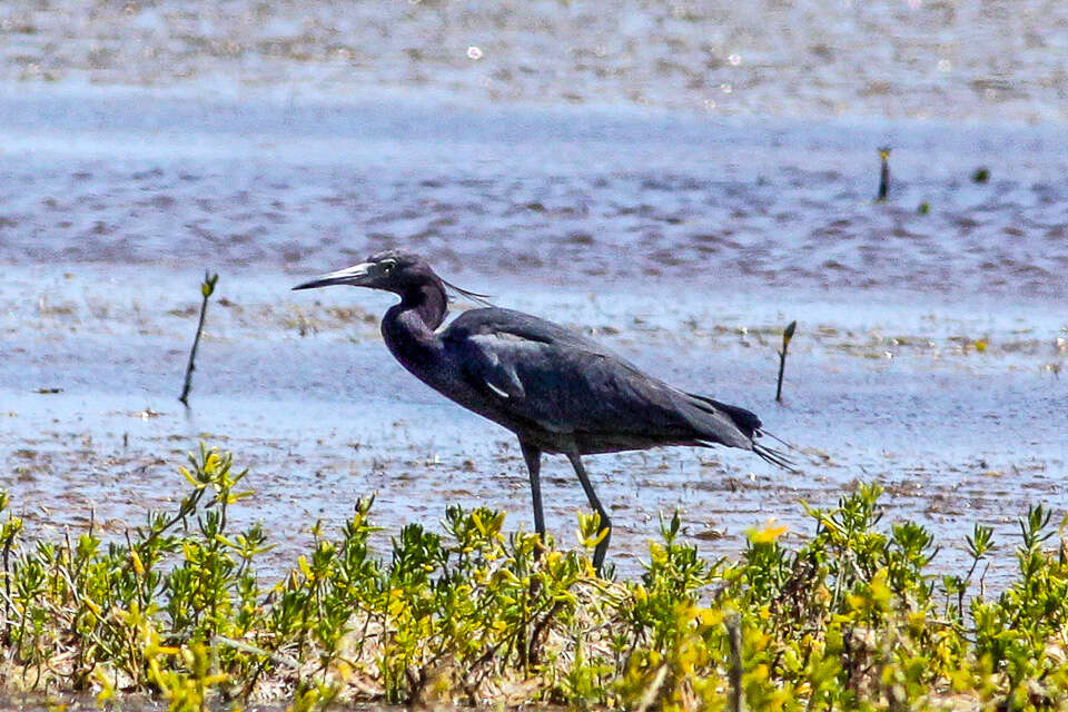 Image of Little Blue Heron