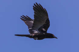 Image of White-necked Crow