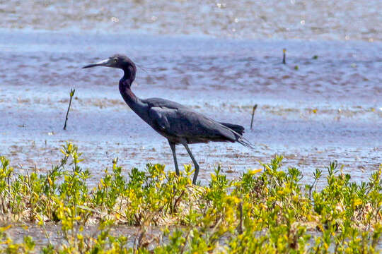 Image of Little Blue Heron