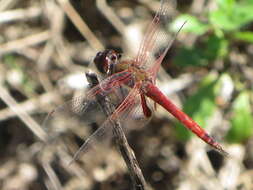 Tramea insularis Hagen 1861 resmi