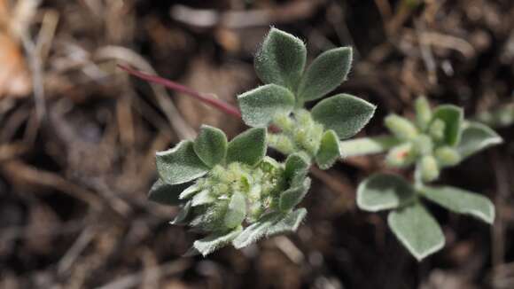 Image de <i>Acmispon argophyllus</i>